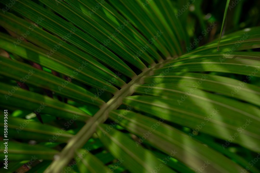 Obraz premium A close-up of vivid green palm leaves, rich in texture and natural symmetry—perfect for calming backgrounds, eco-themed ads, or tropical screensavers.