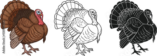 Turkey illustration vector graphics for thanksgiving holiday design and coloring page vector artwork vector