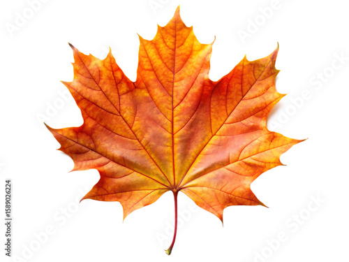 Single vibrant orange and yellow maple leaf with detailed veins and red stem isolated on a transparent background