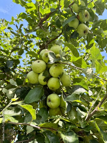 Apfelbaum mit vielen grünen äpfel