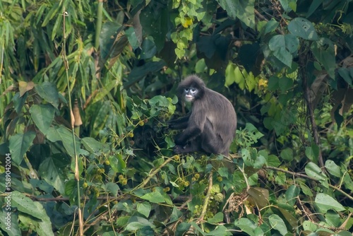 Vászonkép Phayre's leaf monkey (Trachypithecus phayrei), also known as Phayre's langur, is