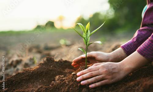 person is planting a small tree in the dirt