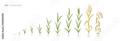 Stages of oat plant growth from seed to harvest