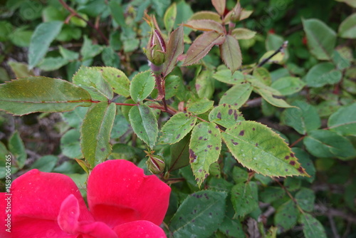 Black spot disease damaging rose bush leaves and buds
