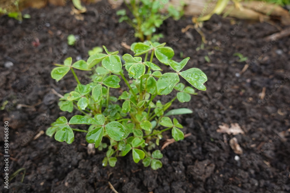 Oca plant growing in fertile soil with water droplets Oca plant growing in fertile soil with water droplets