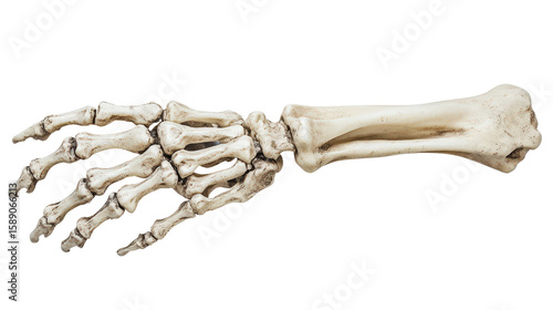 Halloween skeleton hand prop, Transparent background, PNG file