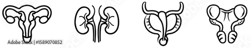 Renal and Reproductive System Icons