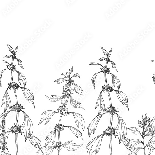 Motherwort branches seamless border.Vector illustrations hand drawn with ink and isolated on white background. Template for label design