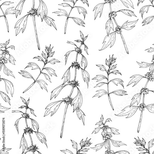 Motherwort branches seamless pattern.Vector illustrations hand drawn with ink and isolated on white background. Template for label design