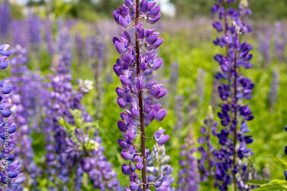 Obraz premium Purple wildflowers fill the meadow, swaying gently in the spring breeze under the bright sunshine