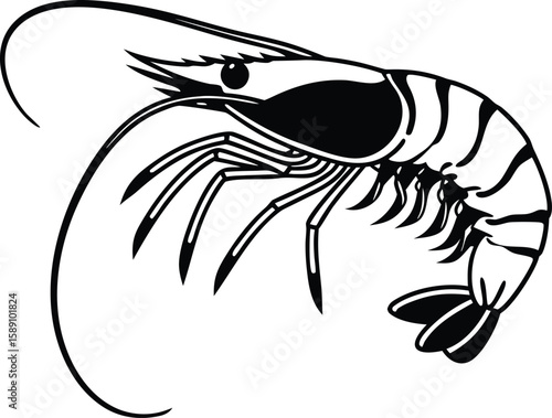 shrimp vector illustration.