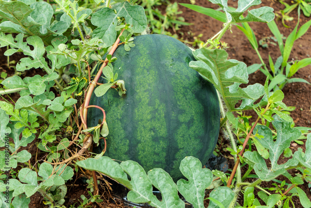 Obraz premium 畑で食べごろに育つスイカ