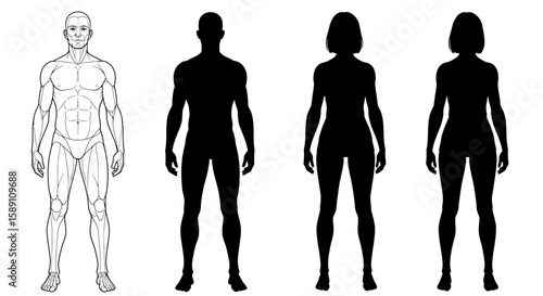 Understanding Human Anatomy and Silhouette Forms for Artistic and Scientific Representation