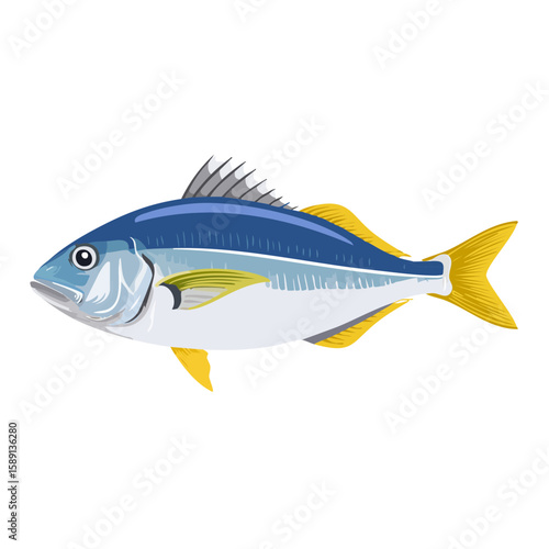 Striking vector illustration of a vibrant yellowtail amberjack fish on black backdrop.