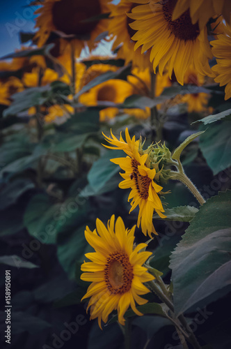 Beauty in Sunflower Fields