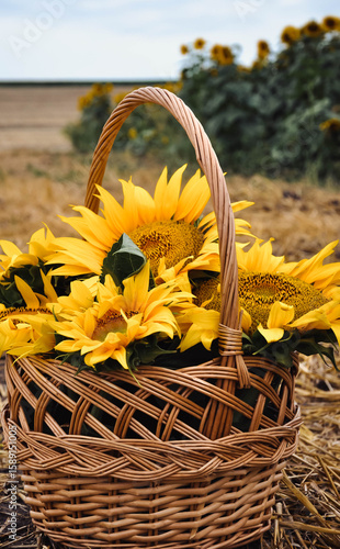 Sunflower Basket in Harvest Field