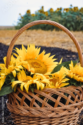Sunflower Basket in Harvest Field