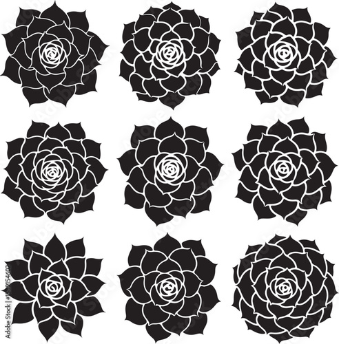 Hand Drawn Echeveria Succulent Vector Set with Spiral Petal Designs