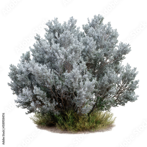 A dense silvery green shrub with fine textured foliage and dry grass at its base isolated on transparent background