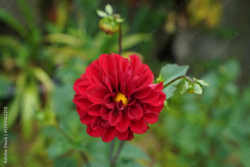 Obraz premium beautiful flowers in flower garden