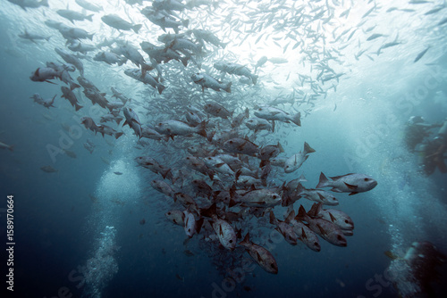 Photos red snapper spawning in Palau ocean