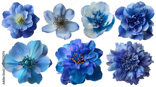 Collection of blue flowers, various types and shades.