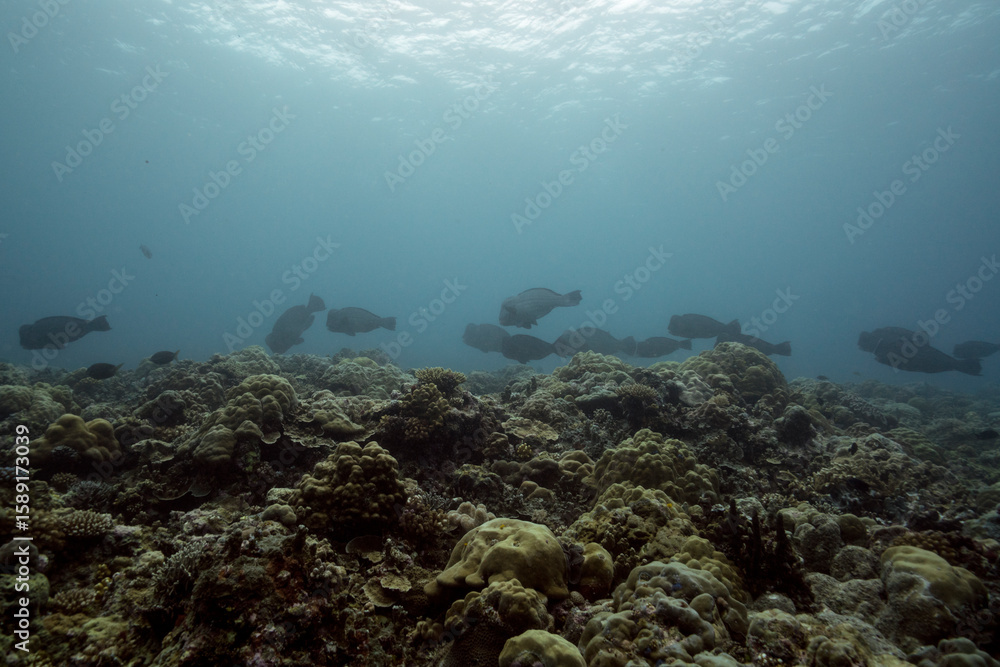 Fototapeta premium bump head parrotfish in Palau ocean