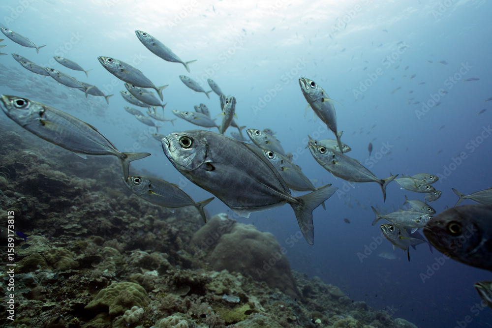 Fototapeta premium fish schooling in Palau ocean