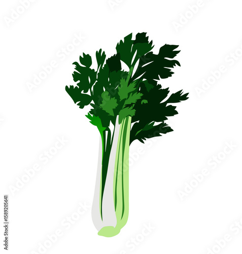 Celery vector illustration with fresh design for health and cooking	