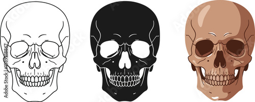 Three skull illustrations showcase line art, silhouette, and color variations, ideal for Halloween designs, medical illustrations, or gothic themes, offering versatile creative options.