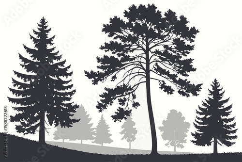 Dark evergreen trees silhouettes on white background
