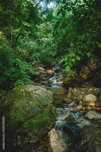 stream in the forest