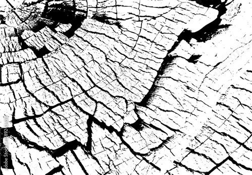 Cracked vintage tree stump surface showing natural texture and annual wood rings. Close up tree stump cracks