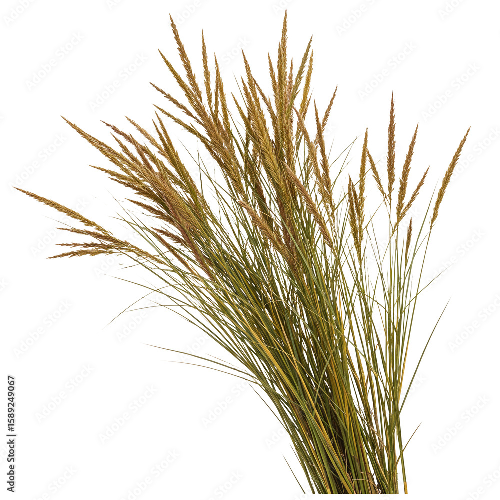 Fototapeta premium 3D Thin Wild Grass Sprigs – Single Nature PNG Design