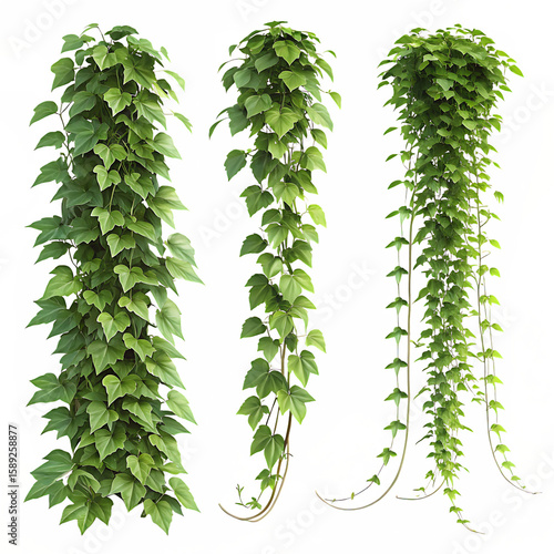 Different kinds of creeper plants on a transparent background