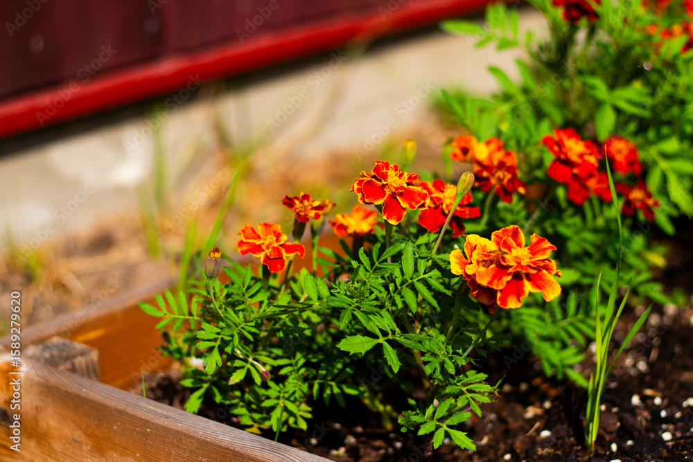 Naklejka premium Close-up of vivid red and orange marigold flowers blooming in a sunny garden with soft background blur highlighting their detail.