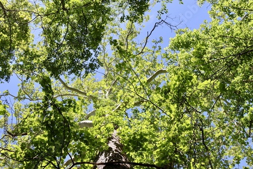 The green leaves on the tall trees in the forest.