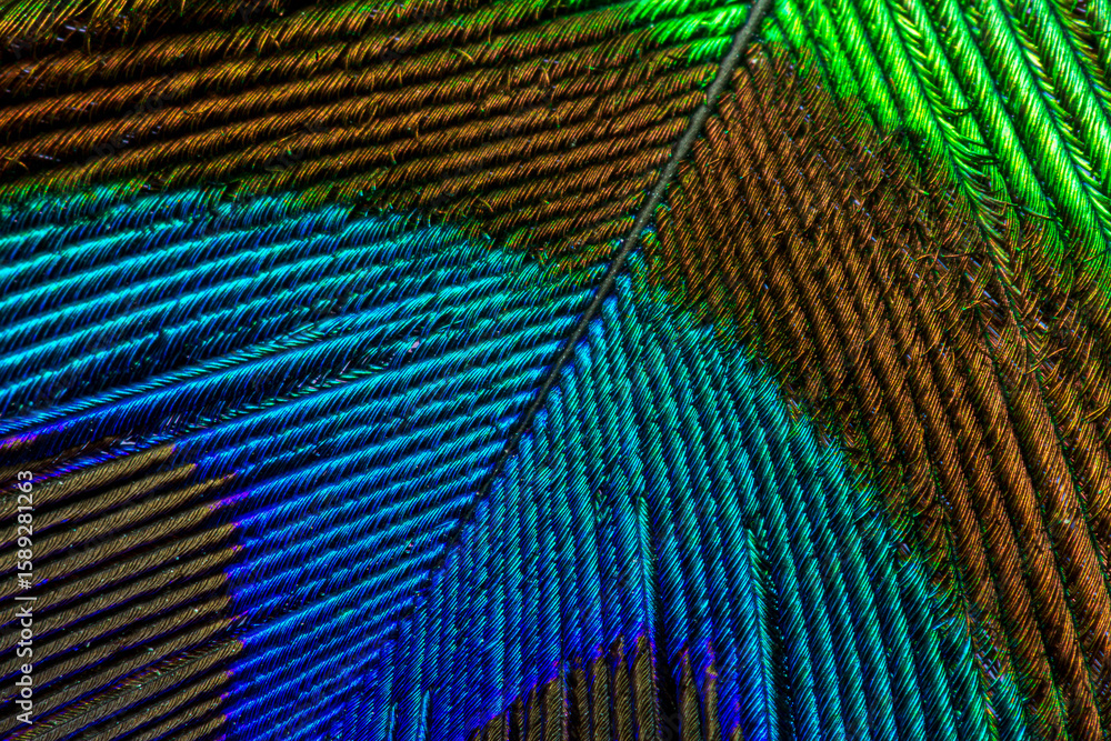 Obraz premium Peacock feather macro,Peacock plume close up.
