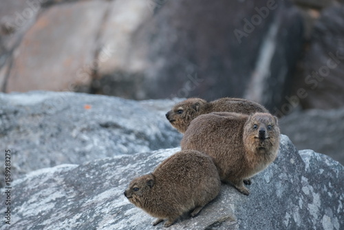 Rock Hyrax in Tsitsikamma National Park: Wildlife in Natural Habitat
