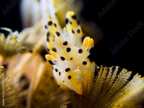 Pikachu nudibranch in lembeh ocean micro diving