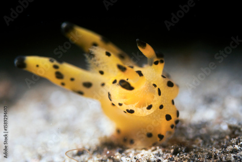Schilderij op canvas Pikachu nudibranch in lembeh ocean micro diving