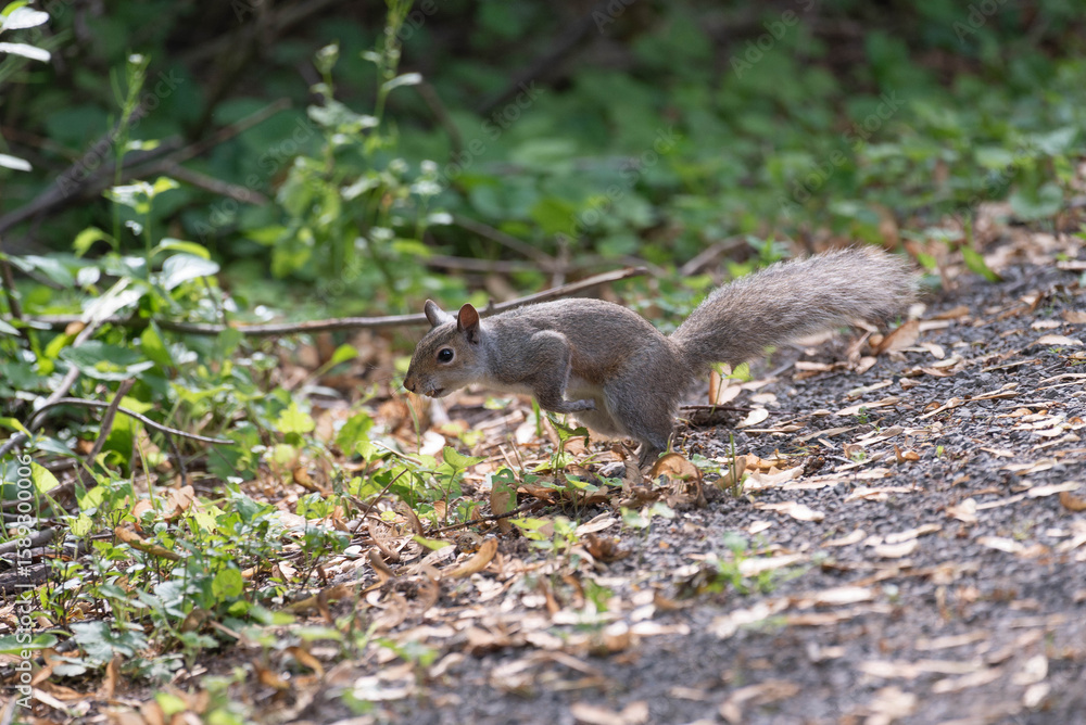 Obraz premium Cute squirrel jumping off of trail