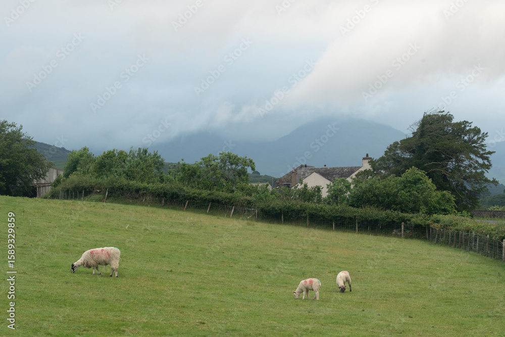 Obraz premium sheep grazing in the mountains with mist covered mountain in the background