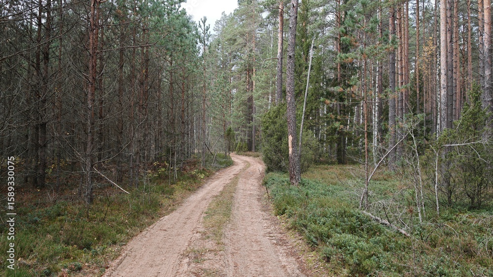 Fototapeta premium The dirt road passes under the vaults of a dense mixed forest. There are plantings of young pine trees. Grass, berry bushes and junipers grow on the ground, and there is brushwood nearby. Overcast