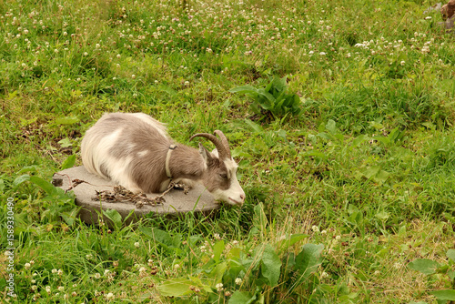 Photography Goat