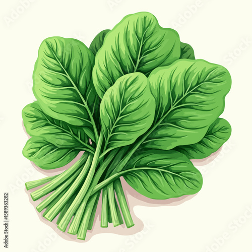 A vibrant illustration of a bunch of fresh spinach leaves.