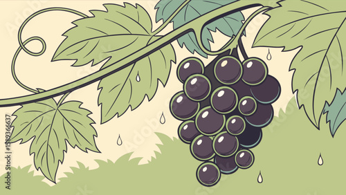 Illustration of grape vine with leaves and grapes fresh fruit healthy food vegetarian diet organic harvest