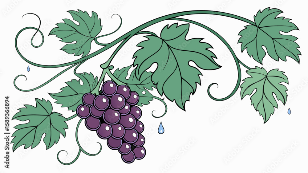 Obraz premium Illustration of grapes with leaves and vines for wine making and fruit harvest design element use