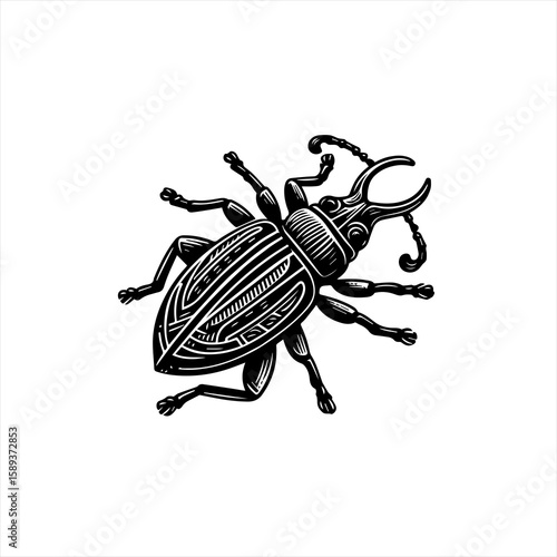A beetle isolated on white background