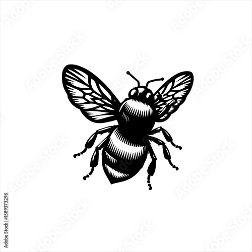 Bee isolated on white background
